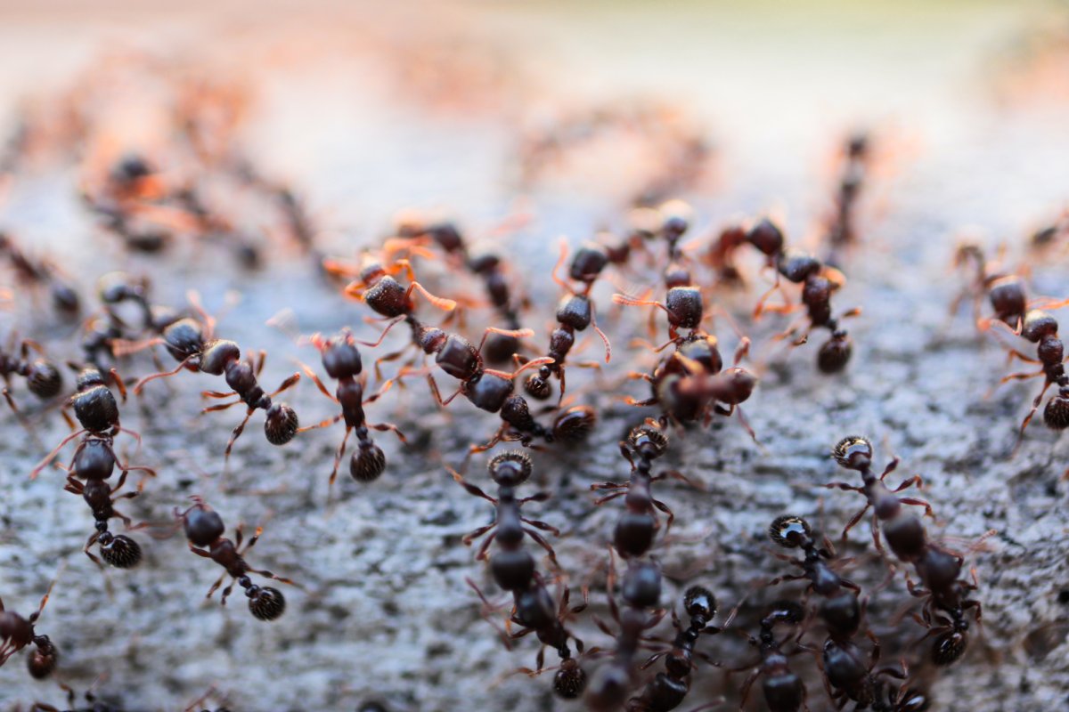 Does crushing ants attract more