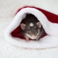christmas-grey-and-white-rat-a-symbol-of-the-new-2024-12-05-16-22-53-utc (1)